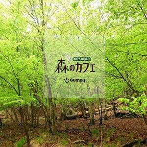 森のカフェ 兵庫県豊岡市日高町国分寺 カフェ Yahoo ロコ