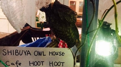 フクロウカフェ Cafe Hoot Hoot 東京都渋谷区神泉町 カフェ Yahoo ロコ