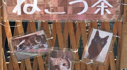 猫カフェ ねこっ茶 神奈川県横浜市西区岡野 その他 Yahoo ロコ