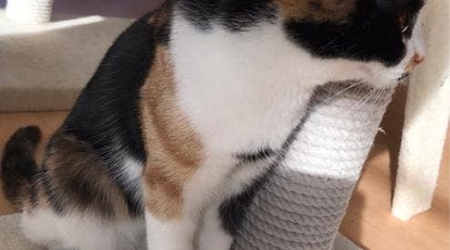 猫式 神奈川県川崎市高津区溝口 カフェ Yahoo ロコ