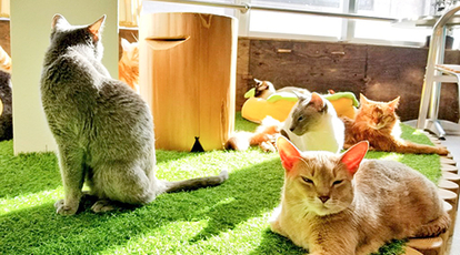 猫カフェ ねこも 大阪府八尾市北本町 カフェ Yahoo ロコ