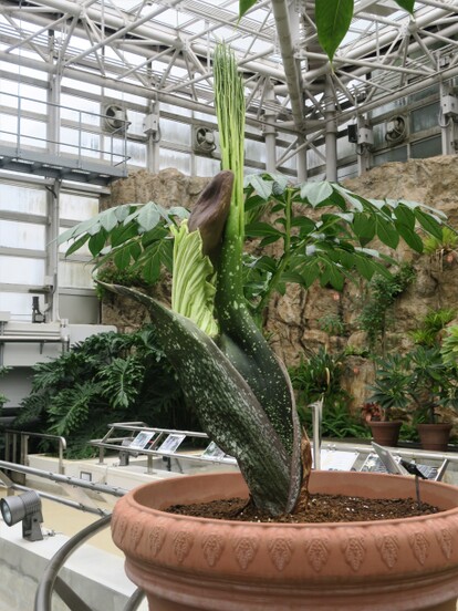 トピックス 神代植物公園 東京都調布市深大寺元町 植物園 Yahoo ロコ