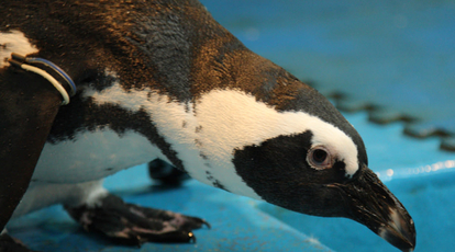 ペンギンのいるbar池袋 東京都豊島区池袋 ダイニングバー Yahoo ロコ