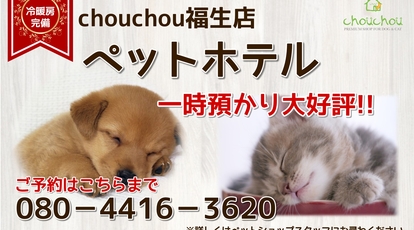 ペットショップchouchou 福生店 東京都福生市加美平 ペットショップ ペット用品 Yahoo ロコ