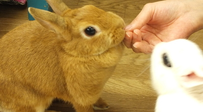 うさぎカフェ うさびび 東京都豊島区池袋 カフェ スイーツ Yahoo ロコ