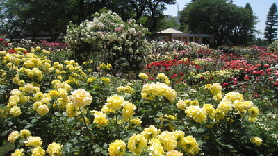 金沢南総合運動公園バラ園 石川県金沢市弥生 Yahoo ロコ