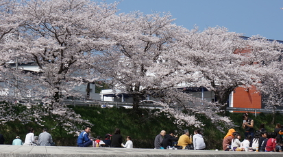 美祢さくら公園 山口県美祢市大嶺町東分 Yahoo ロコ