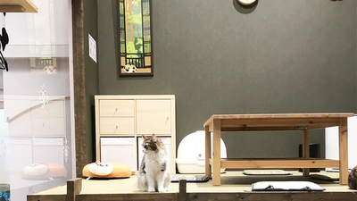 猫カフェ 猫喫茶 空陸家 いわき店 福島県いわき市小名浜岡小名 Yahoo ロコ