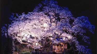 明星桜 佐賀県伊万里市東山代町浦川内 Yahoo ロコ