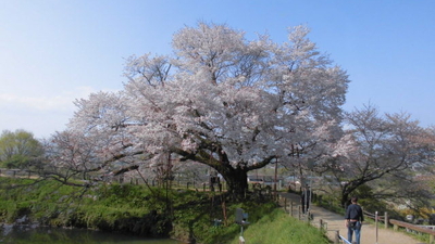 浅井の一本桜 福岡県久留米市山本町耳納 花の名所 Yahoo ロコ