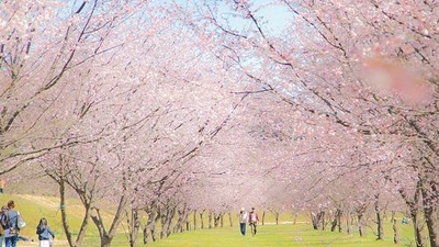 北浅羽桜堤公園 埼玉県坂戸市大字北浅羽 Yahoo ロコ