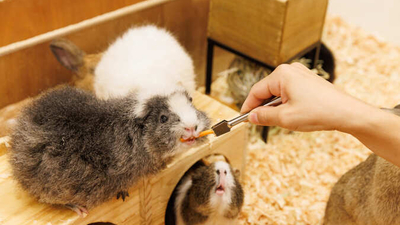 もふもふ動物園 イオンつくば店 茨城県つくば市稲岡 Yahoo ロコ