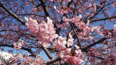 旧中川水辺公園 東京都墨田区東墨田 Yahoo ロコ