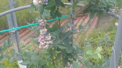 Sachi Blueberry Farm 水耕栽培系ブルーベリー摘み取り園 無農薬 山梨県南アルプス市清水 Yahoo ロコ