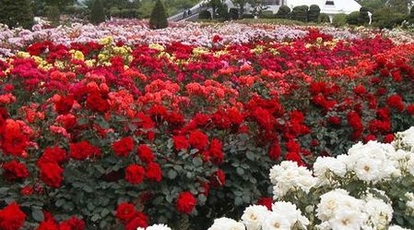 Rskバラ園 岡山県岡山市北区撫川 植物園 Yahoo ロコ