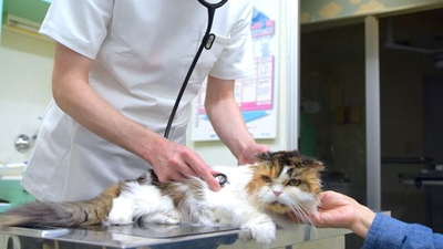 ヒロペットクリニック 東京都品川区戸越 動物病院 獣医師 Yahoo ロコ