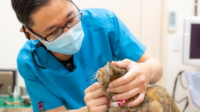 ひまわり動物病院 静岡県静岡市清水区押切 動物病院 獣医師 Yahoo ロコ