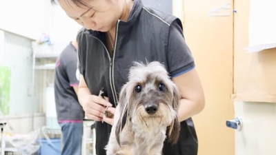 Orion オリオン 本店 福岡県福岡市博多区東平尾 ペットショップ Yahoo ロコ