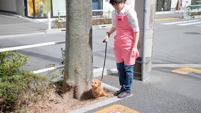 犬の美容室 Happy 東京都板橋区高島平 ペット 動物病院 その他 Yahoo ロコ