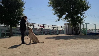 アンジュドッグ 大阪府大阪市東淀川区北江口 ペット 動物病院 その他 Yahoo ロコ