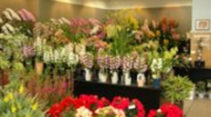 名古屋園芸株式会社 愛知県名古屋市中区東桜 ガーデニングショップ Yahoo ロコ