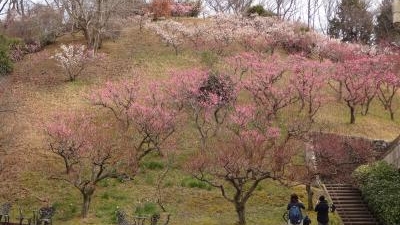 広島市植物公園 広島県広島市佐伯区倉重 植物園 Yahoo ロコ