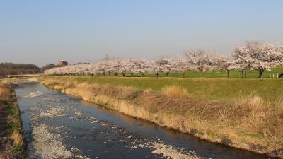 都幾川桜堤 埼玉県比企郡嵐山町大字鎌形 Yahoo ロコ