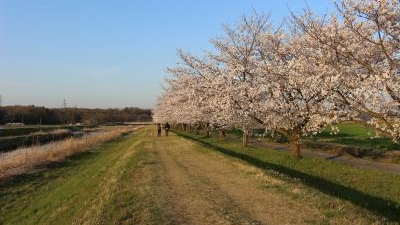 都幾川桜堤 埼玉県比企郡嵐山町大字鎌形 Yahoo ロコ