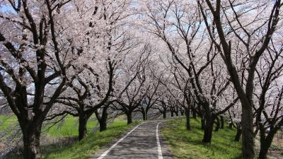 さくら堤公園 埼玉県比企郡吉見町大字万光寺 都市緑地 緑道 Yahoo ロコ