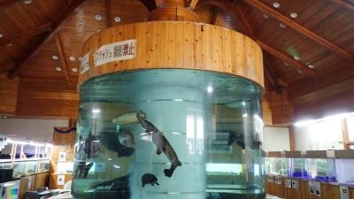 小林市役所 商工観光課 出の山淡水魚水族館 宮崎県小林市南西方 Yahoo ロコ