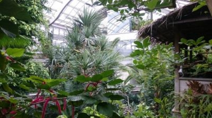 板橋区立熱帯環境植物館 東京都板橋区高島平 植物園 Yahoo ロコ