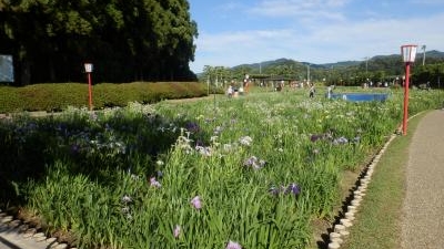 賀茂しょうぶ園 愛知県豊橋市賀茂町 花の名所 Yahoo ロコ