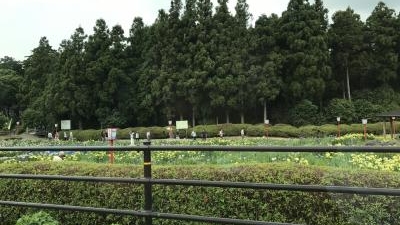 賀茂しょうぶ園 愛知県豊橋市賀茂町 花の名所 Yahoo ロコ