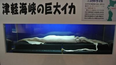 青森県営浅虫水族館 青森県青森市大字浅虫 水族館 Yahoo ロコ