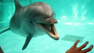 青森県営浅虫水族館 青森県青森市大字浅虫 水族館 Yahoo ロコ