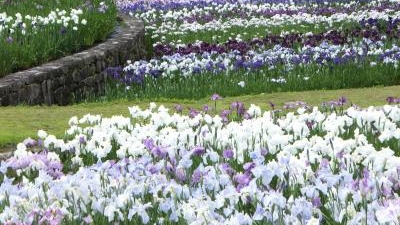 播州山崎花菖蒲園 兵庫県宍粟市山崎町高所 Yahoo ロコ