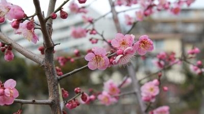 岡本 梅林 公園 兵庫県神戸市東灘区岡本 Yahoo ロコ