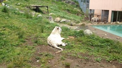 伊豆アニマルキングダム 静岡県賀茂郡東伊豆町稲取 動物園 Yahoo ロコ