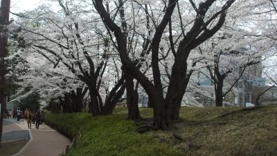 開成山公園 福島県郡山市開成 花の名所 Yahoo ロコ