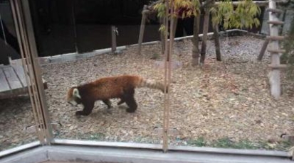 静岡市立日本平動物園 静岡県静岡市駿河区池田 動物園 Yahoo ロコ