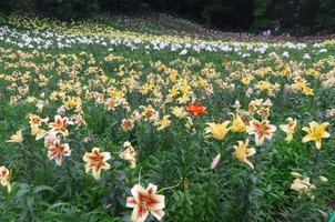 ところざわのゆり園 埼玉県所沢市大字上山口 Yahoo ロコ