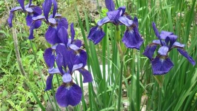 軽井沢町植物園 長野県北佐久郡軽井沢町大字発地 植物園 Yahoo ロコ