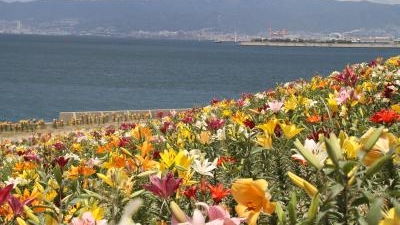 大阪舞洲ゆり園 大阪府大阪市此花区北港緑地 Yahoo ロコ