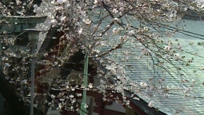 茶ノ木稲荷神社 東京都新宿区市谷八幡町 Yahoo ロコ