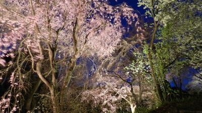 大阪市立大学理学部附属植物園 大阪府交野市大字私市 植物園 Yahoo ロコ