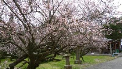 天神 藤川