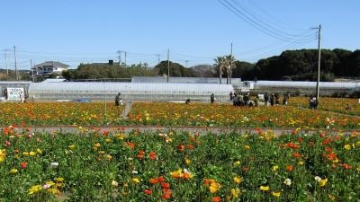 レストラン はちみつ ポピーの里 館山ファミリーパーク 千葉県館山市布沼 公園 緑地 Yahoo ロコ