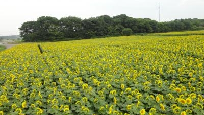 小川農場 北海道千歳市根志越 各種小売 その他 Yahoo ロコ