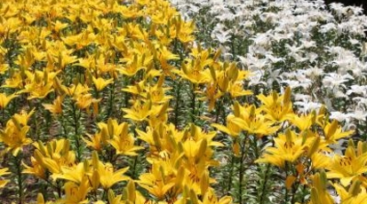 どんでん平ゆり園 山形県西置賜郡飯豊町大字萩生 植物園 Yahoo ロコ