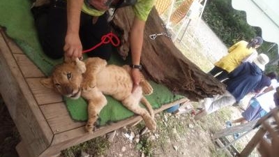 ノースサファリサッポロ 北海道札幌市南区豊滝 動物園 Yahoo ロコ